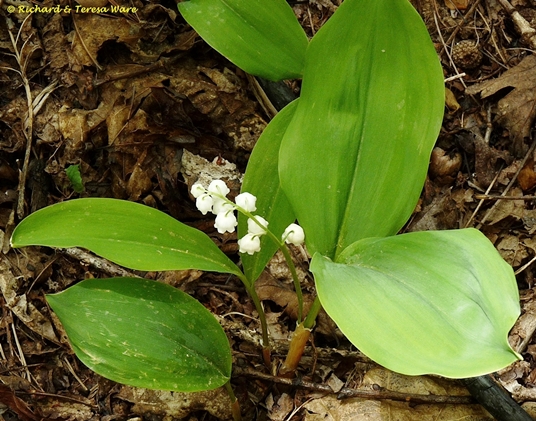{Convallaria pseudomajalis}
